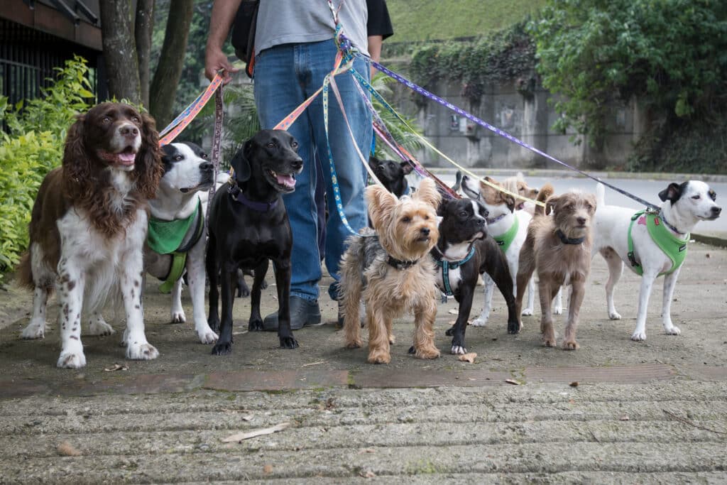 Group of dogs going out for a walk with dog walker
